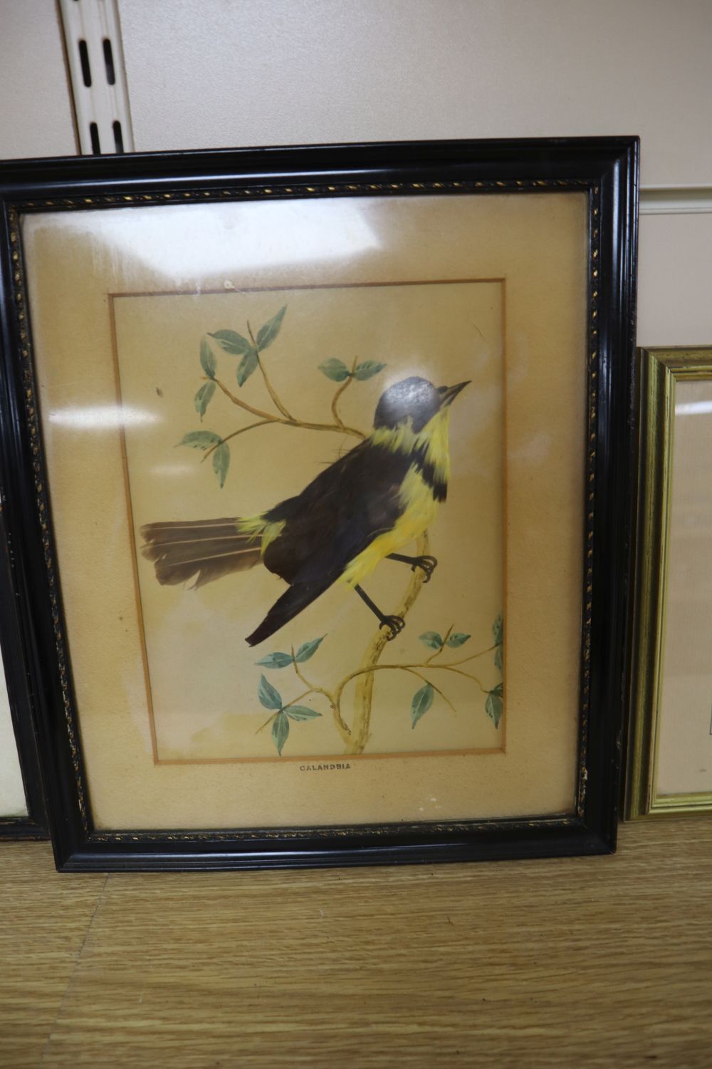 19th century Chinese School, gouache on pith paper, two studies of waterbirds, 6 x 7cm, an English watercolour study of a parrot, a fea